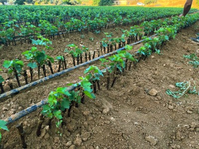 IMPROVITO - Ε.Ε.4 image