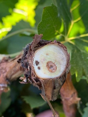 Παρουσίαση θέματος έρευνας 